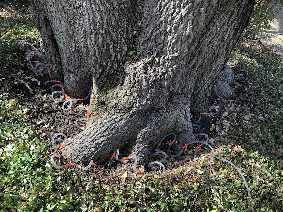 Detailed Tree Cabling and Bracing job site in Spinnerstown