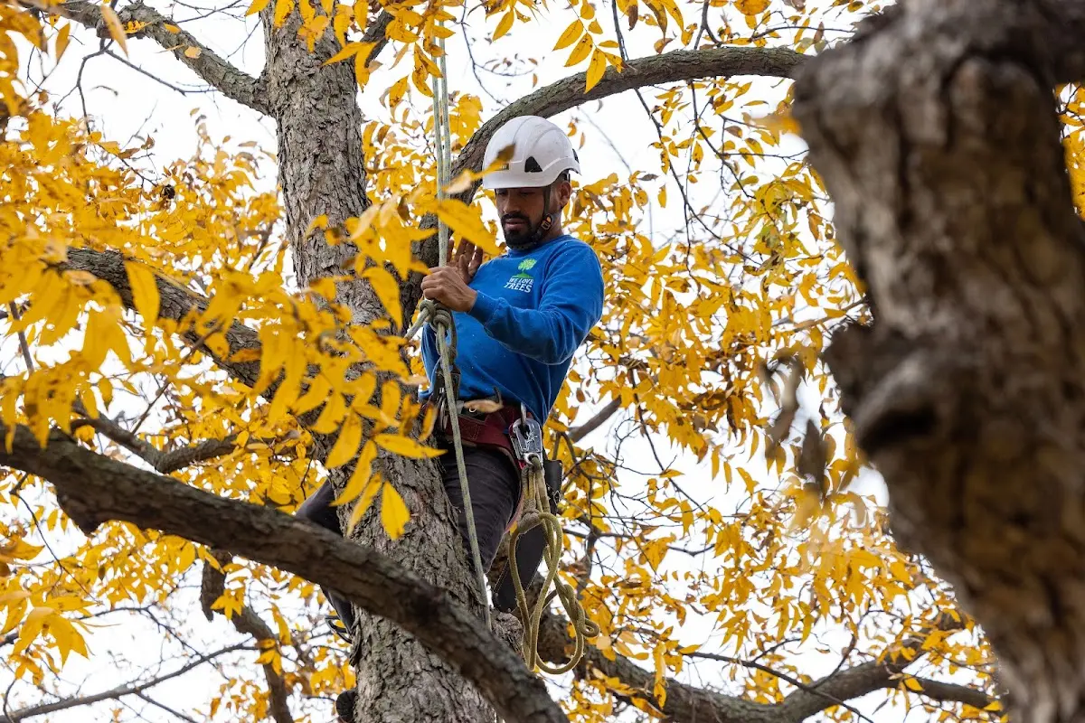 Skilled Tree Transplanting crew working in Spinnerstown