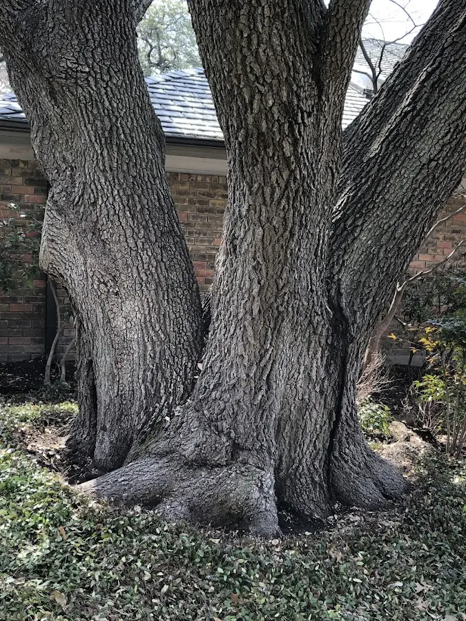 Mature heritage tree close to a Spinnerstown property cared for by certified arborists